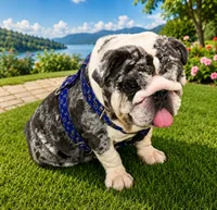 Grinch , a male English Bulldog for sale in Hillsboro, TX – 4 of 4