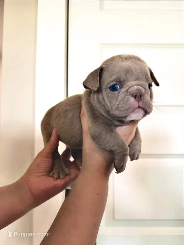 Baby girl – English Bulldog puppy for sale in Hillsboro, TX