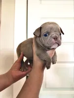 Baby girl, a female English Bulldog for sale in Hillsboro, TX – 1 of 1