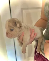 Tiny, a female English Bulldog for sale in Hillsboro, TX – 1 of 1