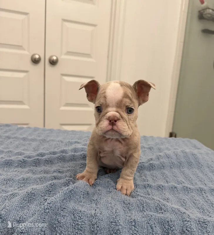 Tiny – English Bulldog puppy for sale in Hillsboro, TX