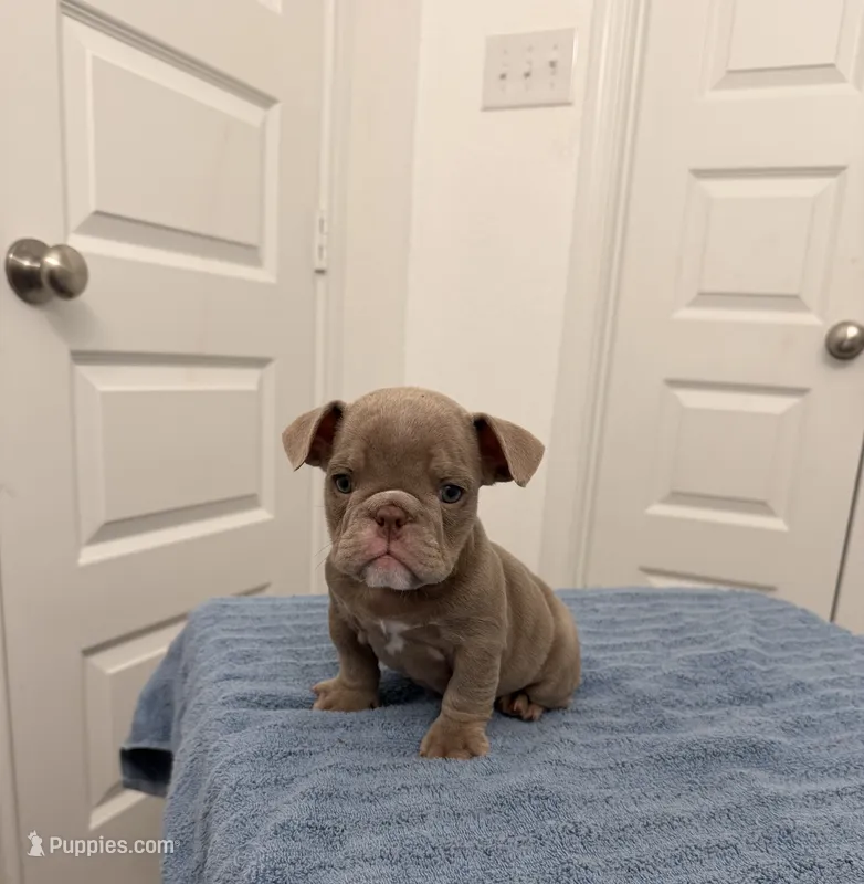 Baby girl – English Bulldog puppy for sale in Hillsboro, TX