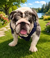 Grinch , a male English Bulldog for sale in Hillsboro, TX – 3 of 4