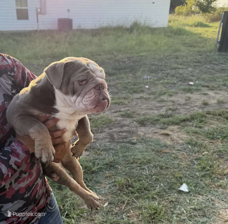 Bubbles – English Bulldog puppy for sale in Hillsboro, TX