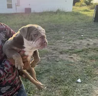 Bubbles, a female English Bulldog for sale in Hillsboro, TX – 1 of 1