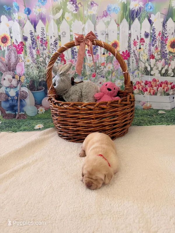 Snow – Labrador Retriever puppy for sale in Del Aire, CA