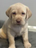 Snow, a female Labrador Retriever for sale in Del Aire, CA – 3 of 6