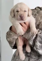 Snow, a female Labrador Retriever for sale in Del Aire, CA – Photo 2 of 3