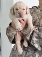 Snow, a female Labrador Retriever for sale in Del Aire, CA – Photo 3 of 3