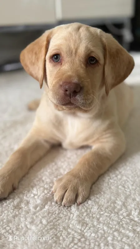 Snow – Labrador Retriever puppy for sale in Del Aire, CA