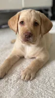 Snow, a female Labrador Retriever for sale in Del Aire, CA – 1 of 6