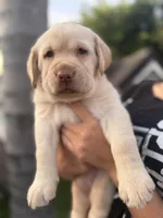 Snow, a female Labrador Retriever for sale in Del Aire, CA – 4 of 6