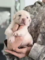 Prince, a male Labrador Retriever for sale in Del Aire, CA – Photo 2 of 3