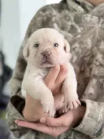 Prince, a male Labrador Retriever for sale in Del Aire, CA – Photo 3 of 3