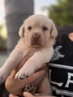 Prince, a male Labrador Retriever for sale in Del Aire, CA – 3 of 6