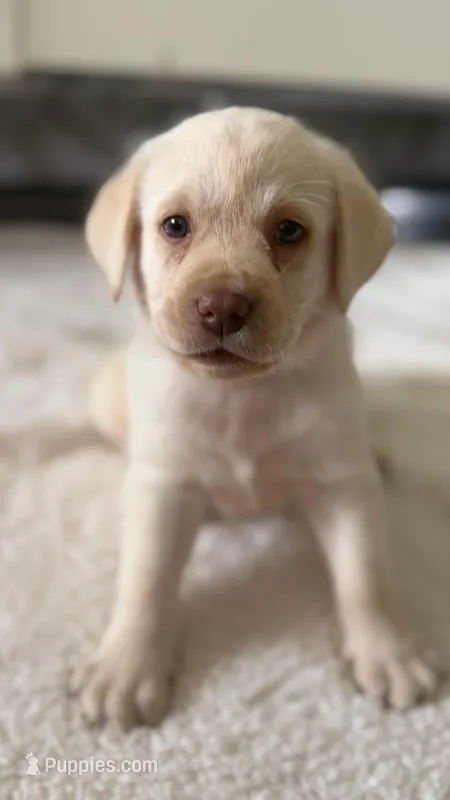 Prince – Labrador Retriever puppy for sale in Del Aire, CA