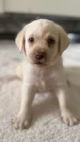 Prince, a male Labrador Retriever for sale in Del Aire, CA – 1 of 6