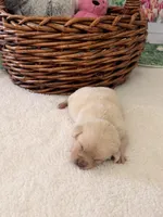 Prince, a male Labrador Retriever for sale in Del Aire, CA – Photo 1 of 3