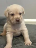 Prince, a male Labrador Retriever for sale in Del Aire, CA – 4 of 6