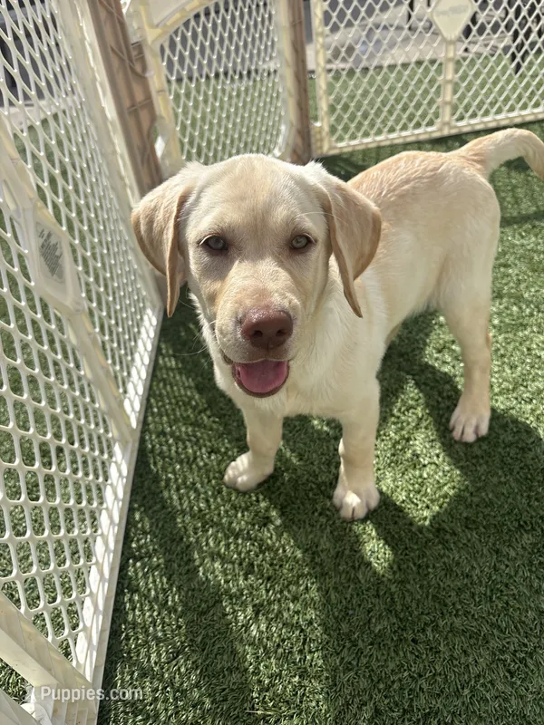 Snow – Labrador Retriever puppy for sale in Del Aire, CA
