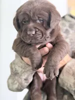 Daisy, a female Labrador Retriever for sale in Del Aire, CA – Photo 2 of 3