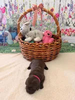 Daisy, a female Labrador Retriever for sale in Del Aire, CA – Photo 1 of 3