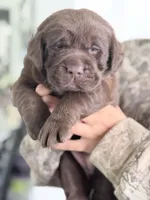 Daisy, a female Labrador Retriever for sale in Del Aire, CA – Photo 3 of 3