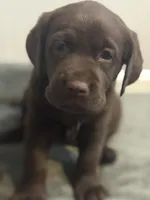  Belle, a female Labrador Retriever for sale in Del Aire, CA – 4 of 7