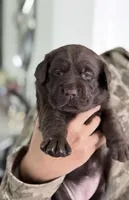  Belle, a female Labrador Retriever for sale in Del Aire, CA – Photo 2 of 3