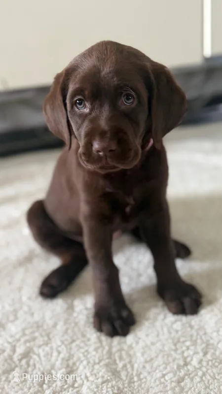  Belle – Labrador Retriever puppy for sale in Del Aire, CA