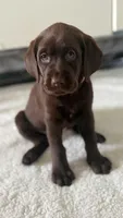  Belle, a female Labrador Retriever for sale in Del Aire, CA – 1 of 7