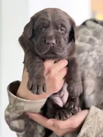  Belle, a female Labrador Retriever for sale in Del Aire, CA – Photo 3 of 3