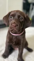  Belle, a female Labrador Retriever for sale in Del Aire, CA – 2 of 7