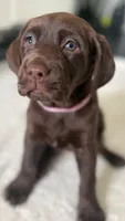 Belle, a female Labrador Retriever for sale in Del Aire, CA – 3 of 7