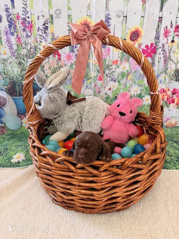  Belle – Labrador Retriever puppy for sale in Del Aire, CA