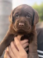 Belle, a female Labrador Retriever for sale in Del Aire, CA – 5 of 7