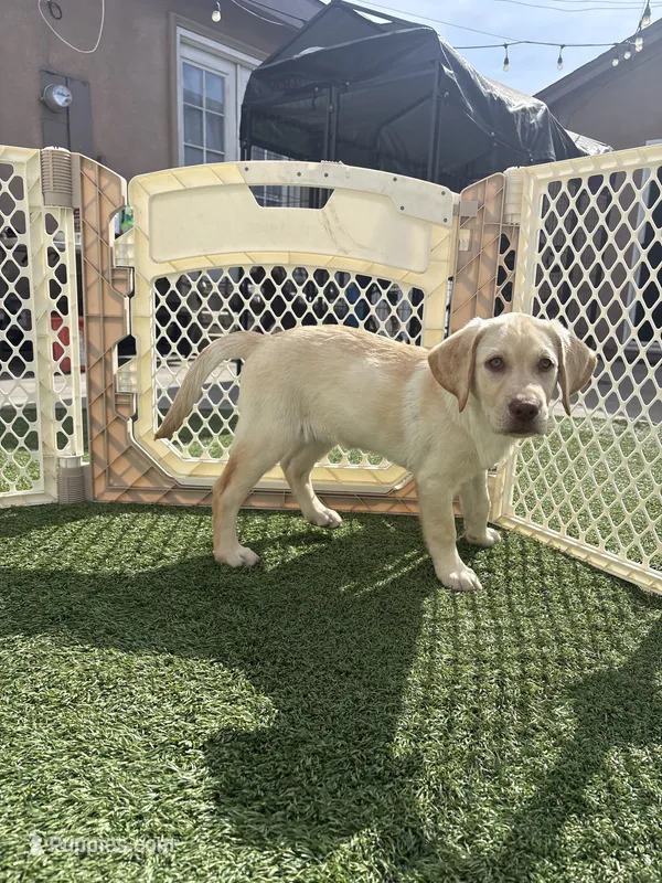 Prince – Labrador Retriever puppy for sale in Del Aire, CA