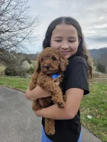 Knox , a male Poodle - Miniature  and Miniature Goldendoodle for sale in Spartanburg, SC – Photo 3 of 8