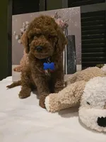 Knox , a male Poodle - Miniature  and Miniature Goldendoodle for sale in Spartanburg, SC – Photo 4 of 10