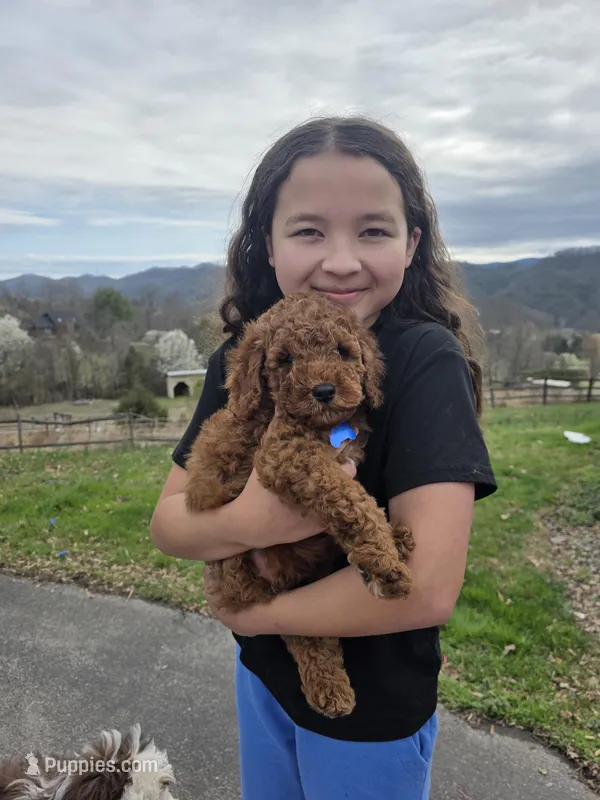 Knox  – Poodle - Miniature , Miniature Goldendoodle puppy for sale in Spartanburg, SC