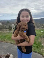 Knox , a male Poodle - Miniature  and Miniature Goldendoodle for sale in Spartanburg, SC – Photo 1 of 8