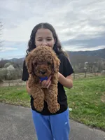 Knox , a male Poodle - Miniature  and Miniature Goldendoodle for sale in Spartanburg, SC – Photo 5 of 8