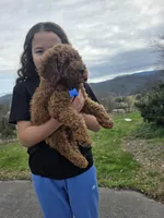 Knox , a male Poodle - Miniature  and Miniature Goldendoodle for sale in Spartanburg, SC – Photo 4 of 8