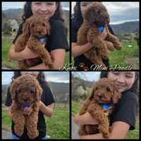 Knox , a male Poodle - Miniature  and Miniature Goldendoodle for sale in Spartanburg, SC – Photo 8 of 8