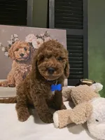 Knox , a male Poodle - Miniature  and Miniature Goldendoodle for sale in Spartanburg, SC – Photo 9 of 10