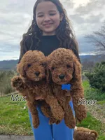 Knox , a male Poodle - Miniature  and Miniature Goldendoodle for sale in Spartanburg, SC – Photo 2 of 8