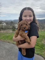 Knox , a male Poodle - Miniature  and Miniature Goldendoodle for sale in Spartanburg, SC – Photo 7 of 8