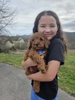 Knox , a male Poodle - Miniature  and Miniature Goldendoodle for sale in Spartanburg, SC – Photo 6 of 8