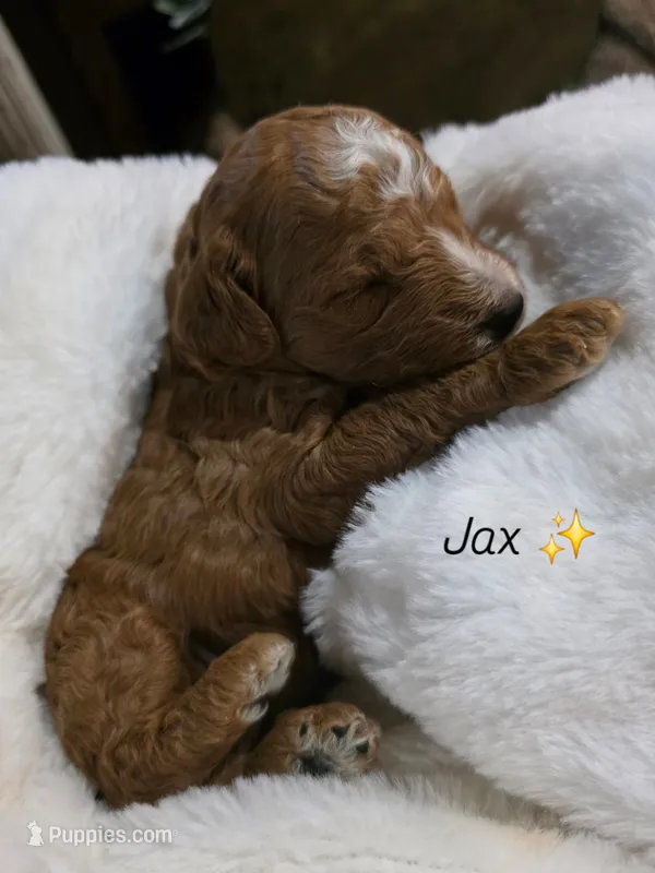 Jax 🐾  Mini