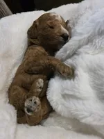 processed/794cff85-08d6-4aae-92fd-0d04e5daeb29/listing/3113a8c1-1e00-4f0f-91a9-e1864fe8f169/4fb56440-bdab-43c9-aaf5-d67fbbbf2335